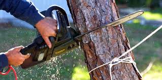 Best Tree Risk Assessment  in East Quincy, CA