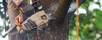 Best Weed Control  in East Quincy, CA