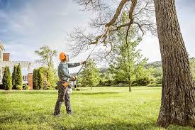 Best Tree Preservation Services  in East Quincy, CA