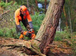 Best Aeration Services  in East Quincy, CA