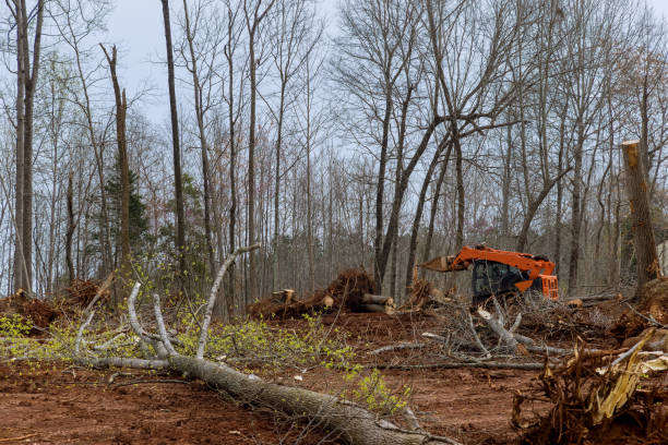 Best Firewood Processing and Delivery  in East Quincy, CA