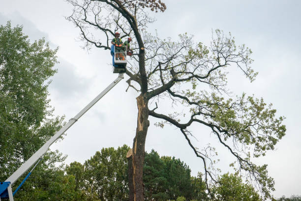 Reliable East Quincy, CA Tree Care Solutions