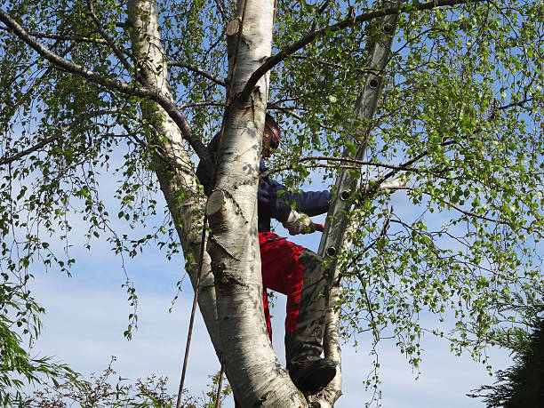 Soil Testing and Treatment in East Quincy, CA