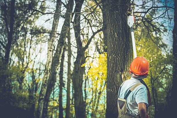 How Our Tree Care Process Works  in  East Quincy, CA