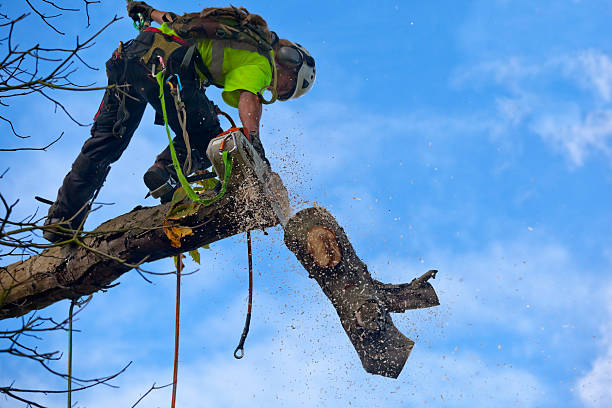Best Tree Cabling and Bracing  in East Quincy, CA