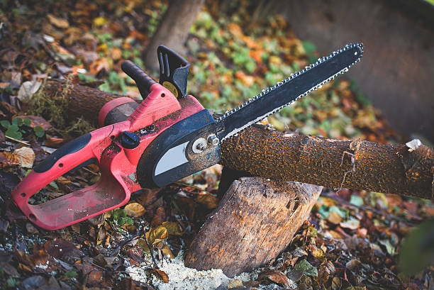 Best Commercial Tree Services  in East Quincy, CA