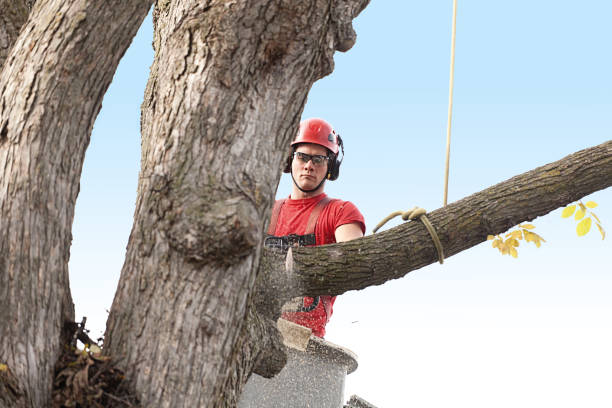 Tree and Shrub Care in East Quincy, CA